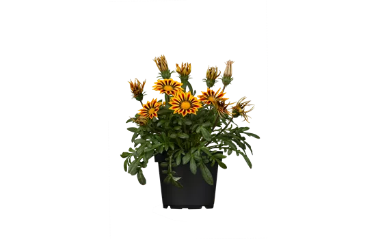 Gazania rigens
