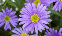Austral. Gänseblümchen