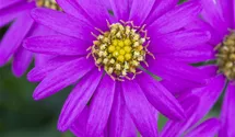 Austral. Gänseblümchen