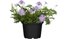 Austral. Gänseblümchen
