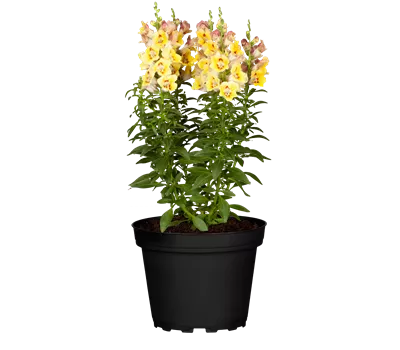 Antirrhinum