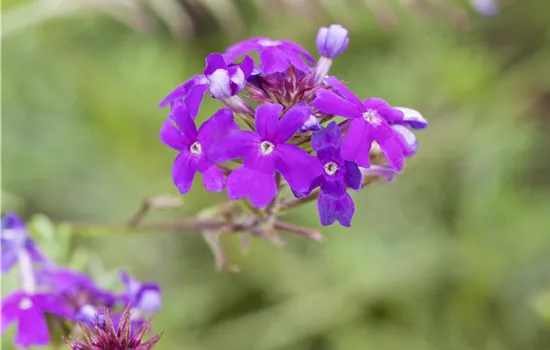 Verbena 'Imagination'