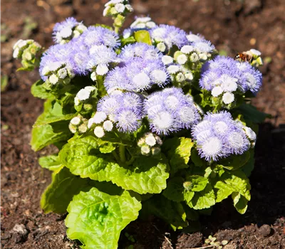 Ageratum houstonianum