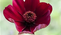 Schokoladenblume