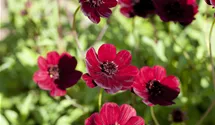 Schokoladenblume