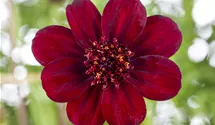 Schokoladenblume