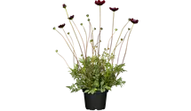 Schokoladenblume