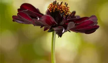 Schokoladenblume