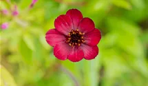 Schokoladenblume