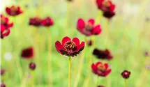 Schokoladenblume