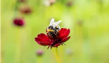 Schokoladenblume