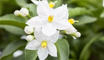 Jasmin, Solanum