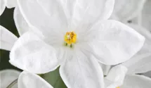 Jasmin, Solanum