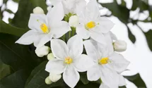 Jasmin, Solanum