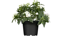 Jasmin, Solanum