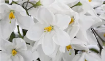 Jasmin, Solanum