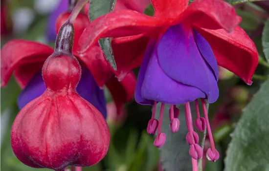 Fuchsia