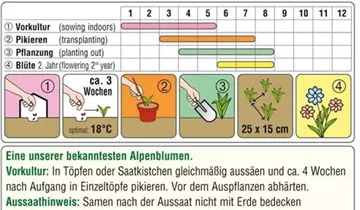 Austrosaat