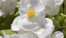 Eisbegonie