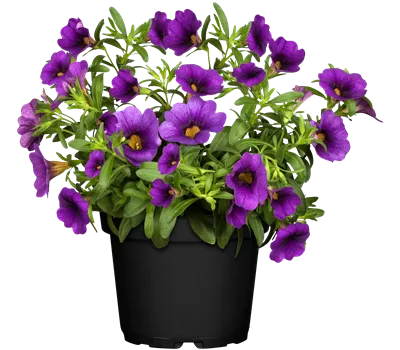 Calibrachoa