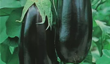 Austrosaat
