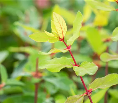 Lonicera caerulea var. kamtschatica 'Maibeere® Del