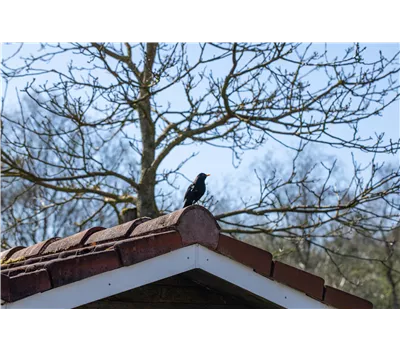 10 Tipps für einen tierfreundlichen Garten