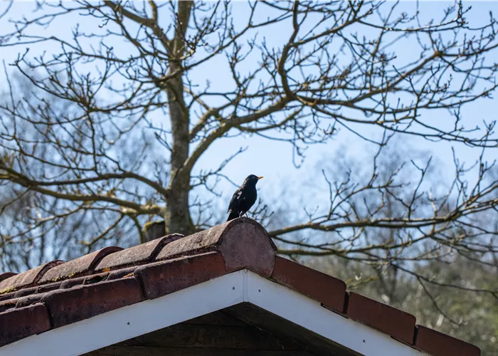 10 Tipps für einen tierfreundlichen Garten