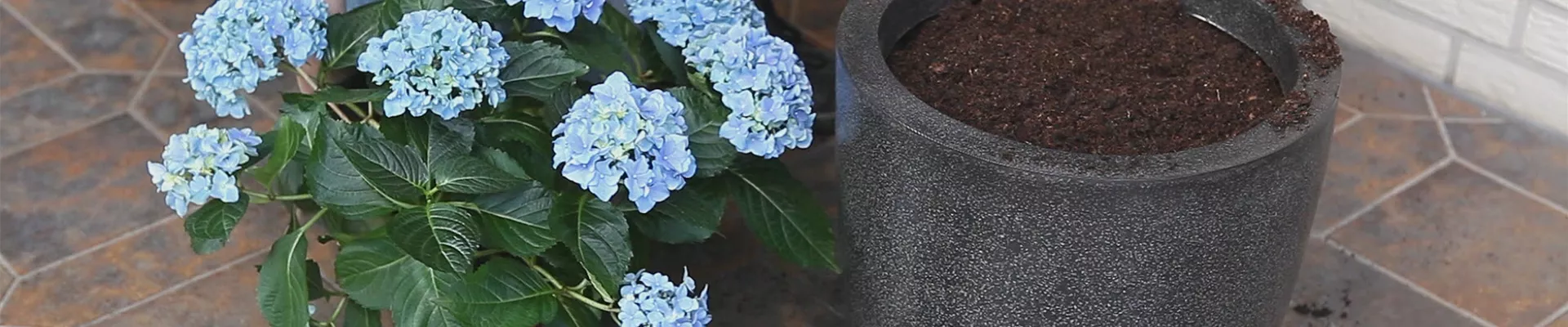 Hortensien - Einpflanzen in ein Gefäß (thumbnail)