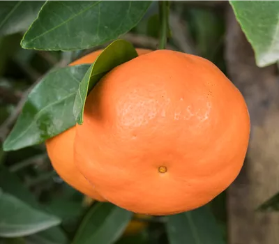 Citrus limonia