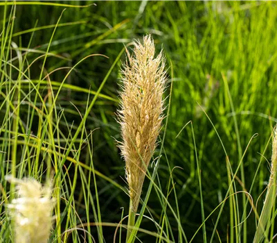 Cortaderia