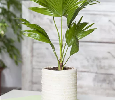 Chamaerops humilis