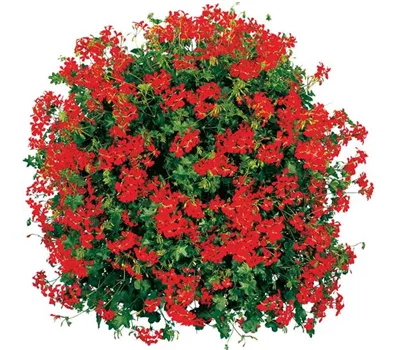 Pelargonium peltatum Cascade