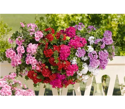 Pelargonium peltatum