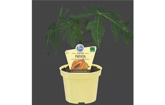 Carica papaya