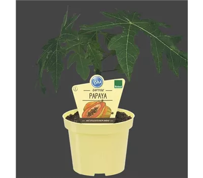 Carica papaya