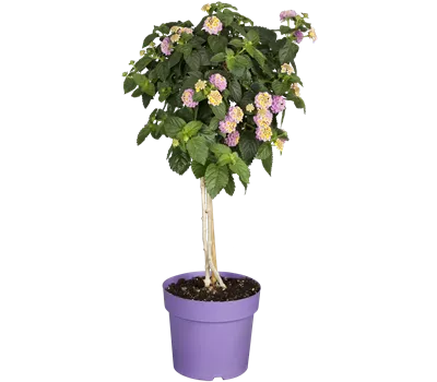 Lantana camara Stamm