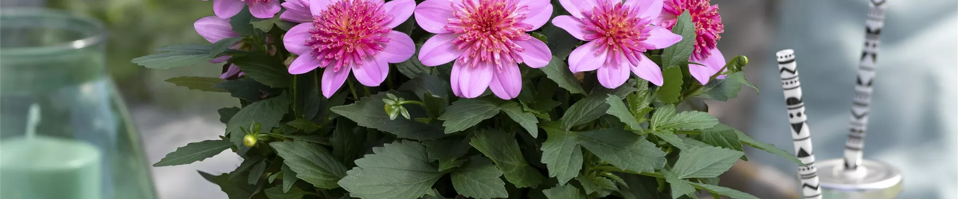 Dahlia-coccinea-Dalina-Maxi-Starburst-Pink_42630_10-635-606-2741-3658