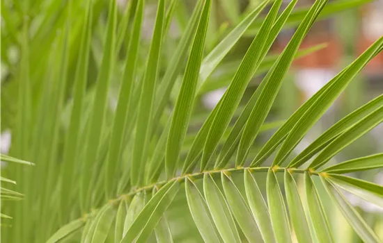 Phoenix canariensis