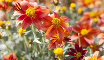 Bee Dance rot