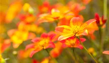 Bee Dance rot