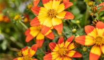 Bee Dance rot
