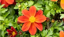Bee Dance rot