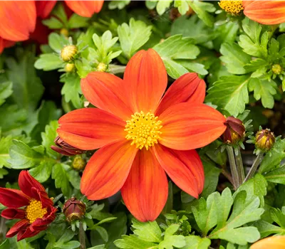 Bidens ferulifolia 'BeeDance® Painted Red'