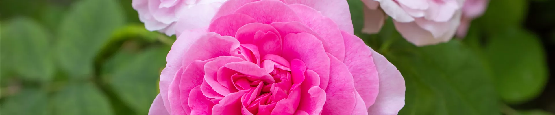 Rosa 'Gertrude Jekyll'