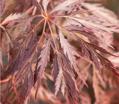 Acer palmatum 'Inaba-shidare'