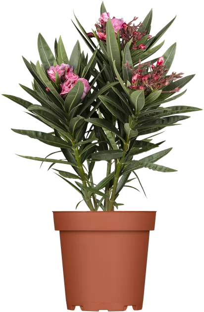 Nerium oleander