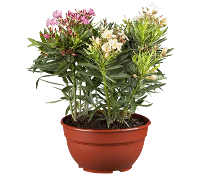 Nerium oleander 'Tricolor'
