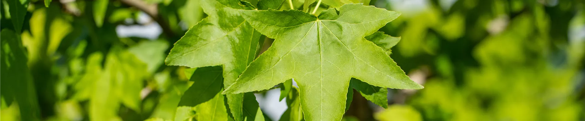 Liquidambar styraciflua