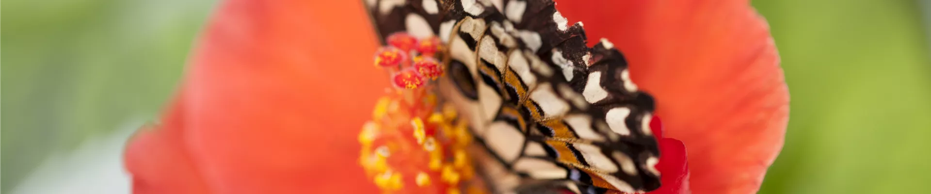 Hibiscus rosa-sinensis